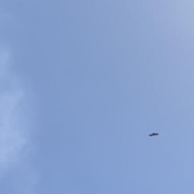 Mijn inzending voor National Geographic wildlife photo of the year: Egyptische Gier